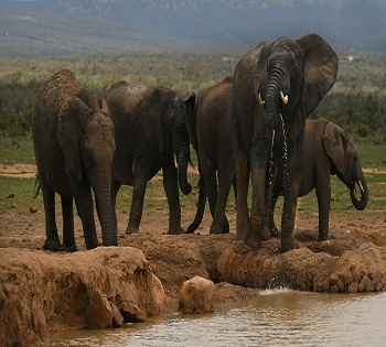 Tanzania Luxury private safari